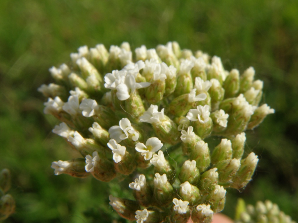 Achillea millefolium / Millefoglio comune